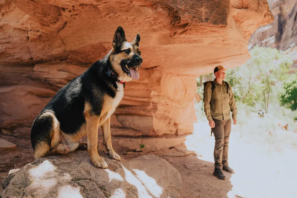 7 New Year Resolutions for You and Your Dog